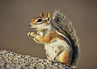 White-tailed Antelope Squirrel habitat