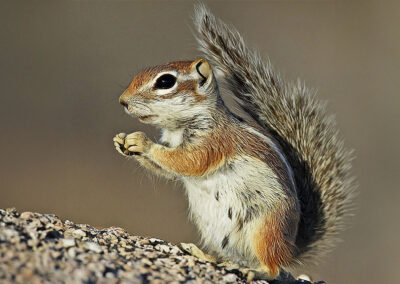 White-tailed Antelope Squirrel habitat