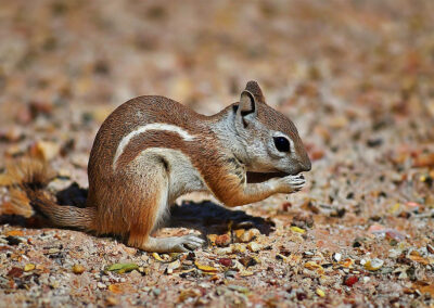White-tailed Antelope Squirrel habitat