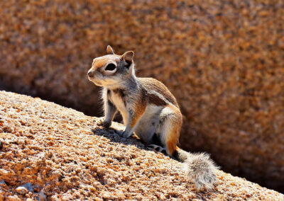White-tailed Antelope Squirrel habitat