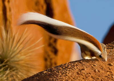 White-tailed Antelope Squirrel's White tail