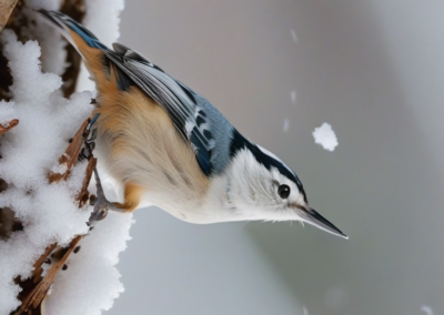 White-breasted Nuthatch in winter