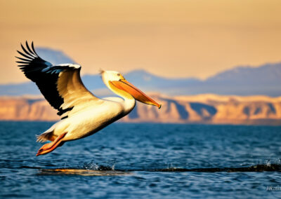American White Pelican Gliding