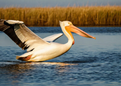 American White Pelican Gliding