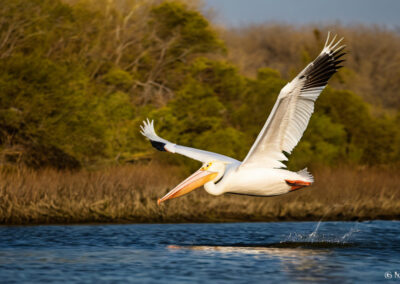 American White Pelican Gliding