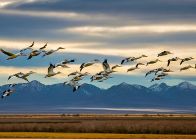American White Pelicans migration