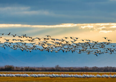 American White Pelicans migration