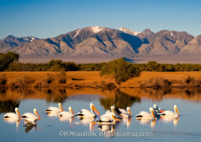 American White Pelicans migration
