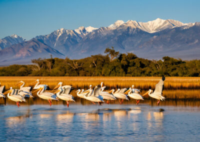 American White Pelicans migration