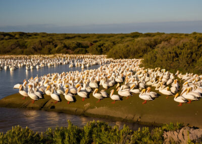 American White Pelicans Colony