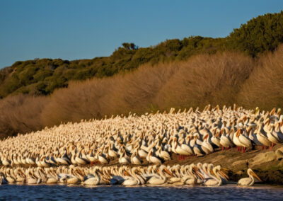 American White Pelicans Colony