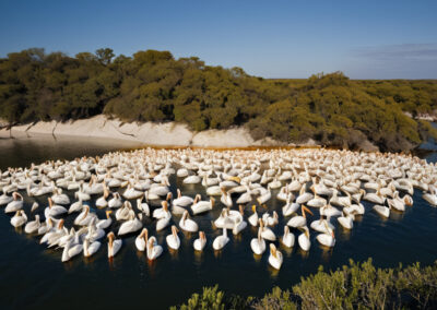 American White Pelicans Colony
