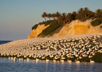 American White Pelicans Colony