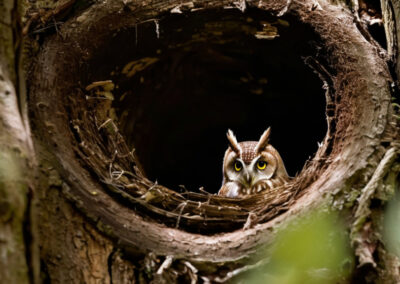 Elf Owl Habitat
