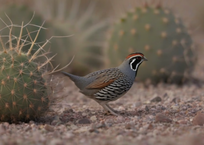 Gamble's Quail habitat