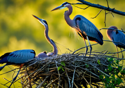 Great Blue Heron nest
