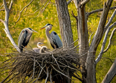 Great Blue Heron nest