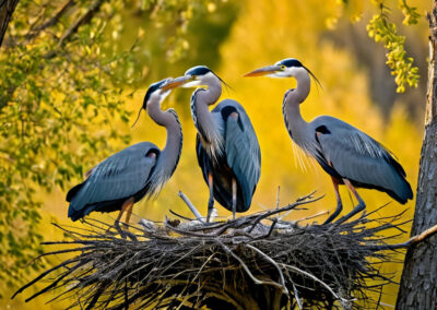 Great Blue Heron nest