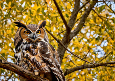 Great Horned Owl turning its head