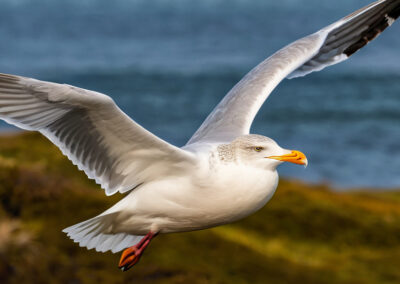 Herring Gull Flying