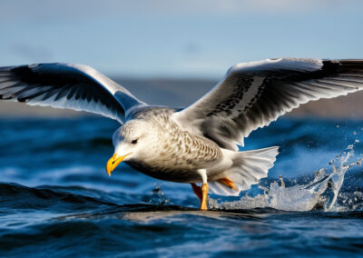 Herring Gull Flying