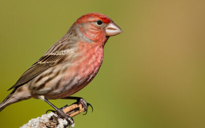 House Finch