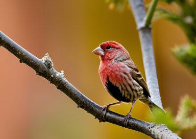 House Finch dwelling resedntial areas