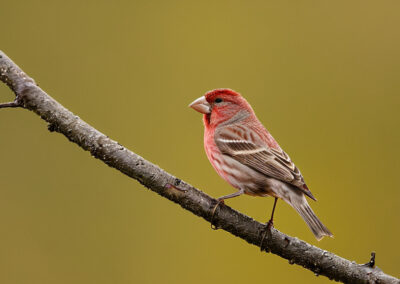 House Finch dwelling resedntial areas
