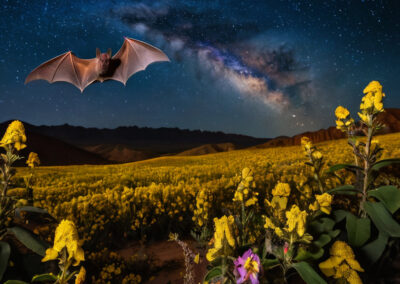Lesser Long-Nosed Bat diet
