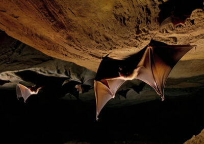 Lesser Long-Nosed Bat habitat