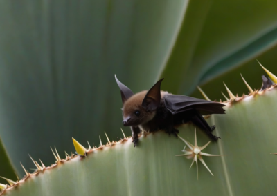 Lesser Long-Nosed Bat habitat