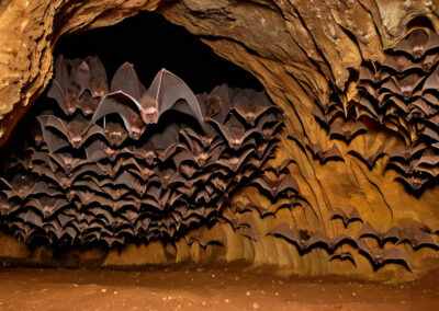 Lesser Long-Nosed Bat habitat