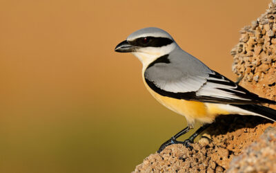 Loggerhead Shrike