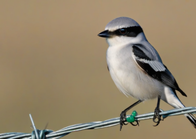 Loggerhead Shrike habitat