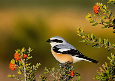 Loggerhead Shrike habitat