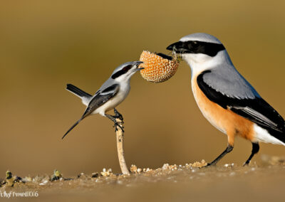 Loggerhead Shrike diet
