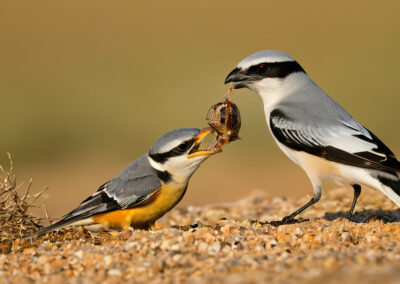 Loggerhead Shrike diet