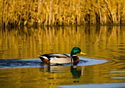 Mallard duck swimming
