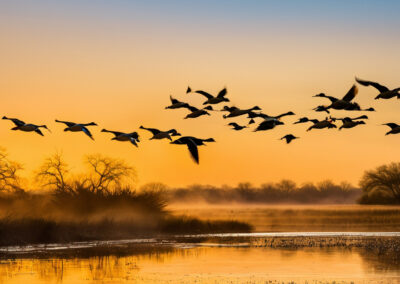 Mallard ducks migrating