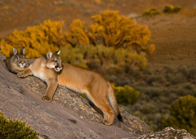 Mountain Lion Hunting