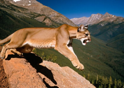 Mountain Lion Hunting