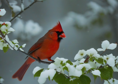 Northern Cardinal in dogwood tree