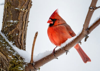 Northern Cardinal in Winter