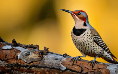 The Northern Flicker: A Colorful Woodpecker with a Twist