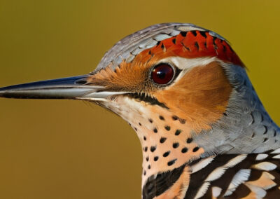 Northern Flicker Patterns