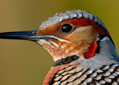 Northern Flicker Patterns