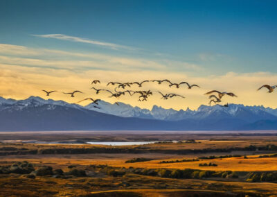 Ospreys' migration