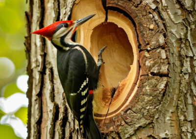 Pileated Woodpecker Carving