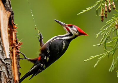 Pileated Woodpecker Eating Insects