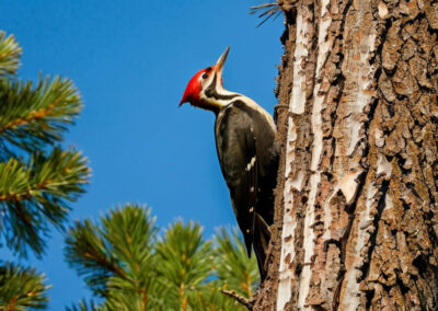 Pileated Woodpecker habitat